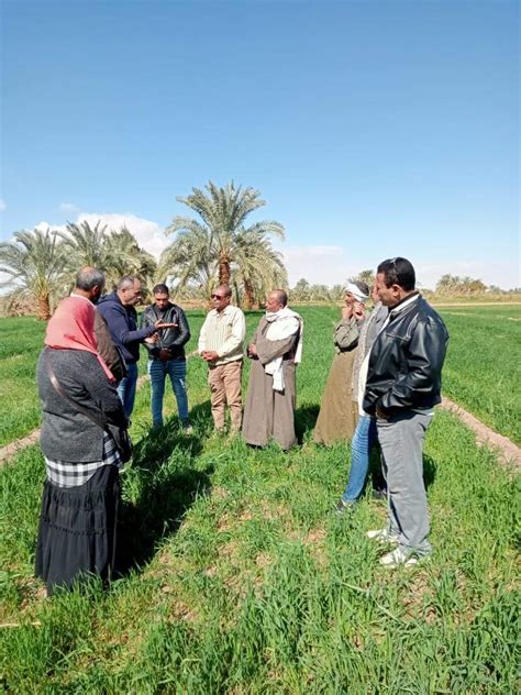 مدارس حقلية لتجربة زراعة القمح على مصاطب بالوادي الجديد صور بوابة