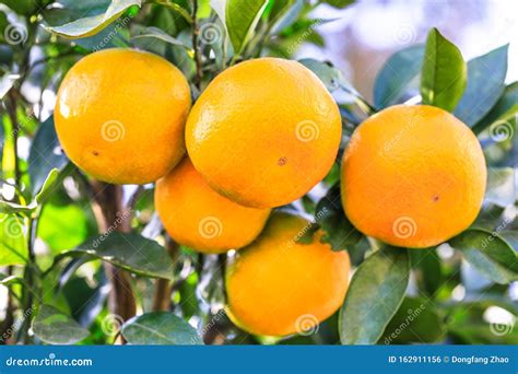 Ripe Oranges in Autumn Orchard Stock Photo - Image of environment ...