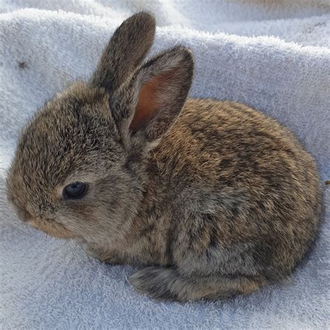 Mini lop rabbits