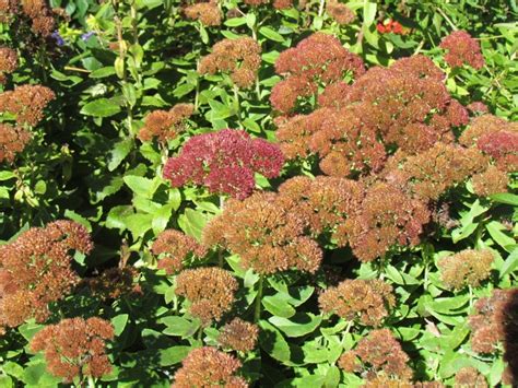 Sedum 'Autumn Joy' - Sedum 'Autumn Joy' - Plant Photos & Information