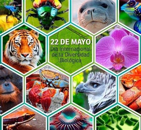 Día Internacional De La Diversidad Biológica 22 De Mayo Revista Sin Recreo