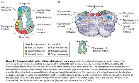 Neurophysiology What Are Cranial Nerve Nuclei Biology