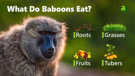 Baboon - A-Z Animals