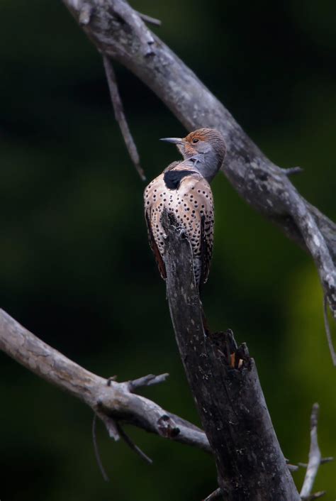 Northern Flicker Pique Flamboyant Carl Comeau Flickr