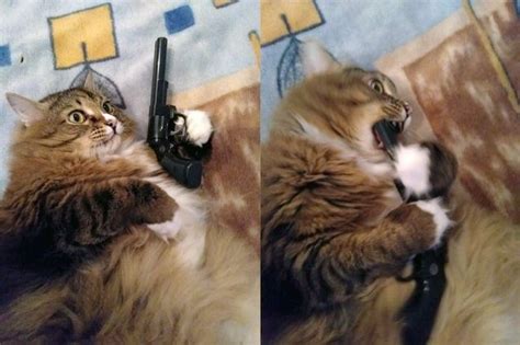 Cat Biting A Revolver Blank Template - Imgflip