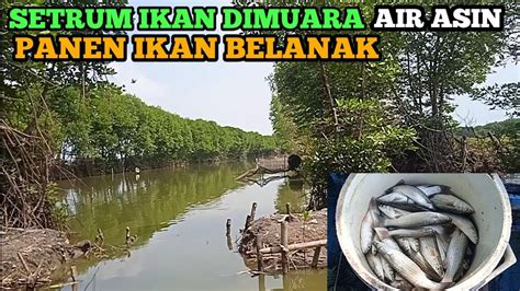 Setrum Ikan Air Asin Muara YouTube