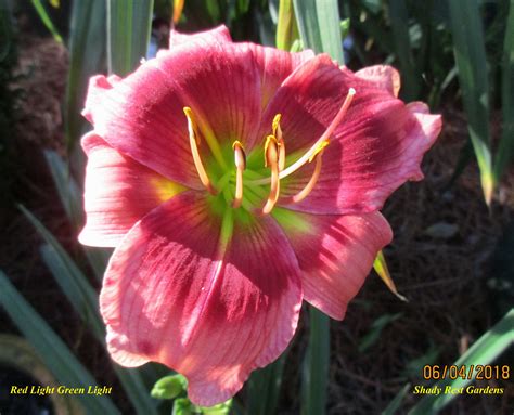 Shady Rest Gardens - RED LIGHT GREEN LIGHT