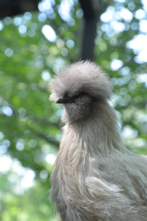 Breed Profile: Silkie Chicken