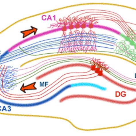 3. Schematic representation of the common structure of ionotropic ...