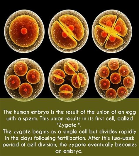 Human Zygote