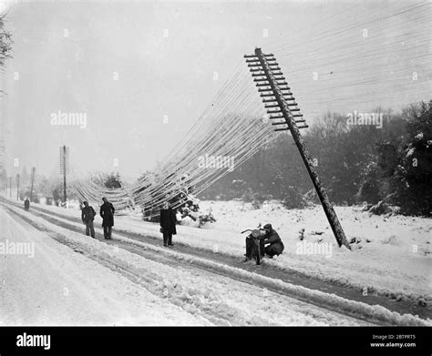 Trees And Telephone Poles Black And White Stock Photos And Images Alamy