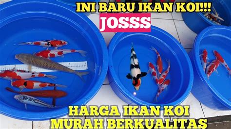 PASAR IKAN HIAS PURWONEGORO HARGA IKAN KOI BERKUALITAS MURAH YouTube