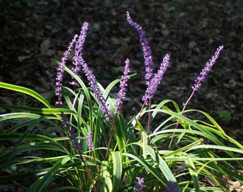 Liriope Lilyturf Plant Profile Sylvan Gardens Landscape Contractors