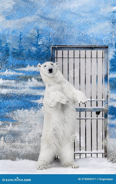 Polar bear on snow stock image. Image of cold, arctic - 279094371