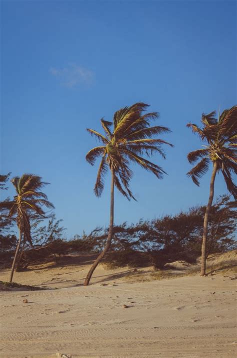 Free Images Blue Sky Landscape Coconut Tree Palm Tree Arecales