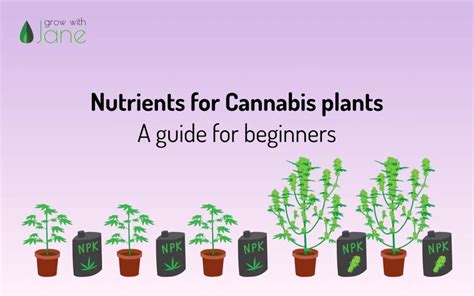 Understanding the NPK Ratio for Optimal Cannabis Growth - 420 Grow Radar