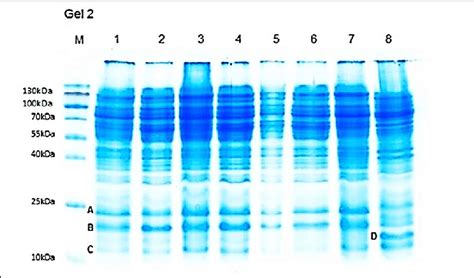 Sodium Dodecyl Sulfate Polyacrylamide Gel Electrophoresis Sds Page Download Scientific