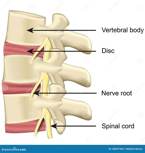 Spine Disc And Vertebral Body Anatomy Medical Vector Illustration On