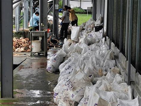 台東蛋雞飼養戶超過2萬隻雞悶死 環保局焚化場協助焚化 中華日報 Line Today