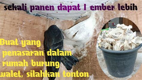 Panen Sarang Burung Walet Rumahan YouTube