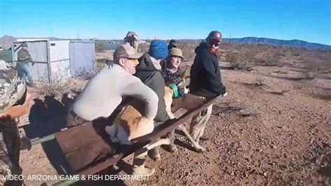 AZGFD releases endangered Sonoran pronghorn from captive breeding