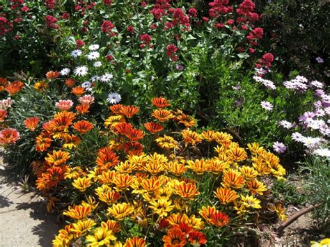 Plante Plein Soleil Plantes Ext Rieures Plein Soleil Jolies Et