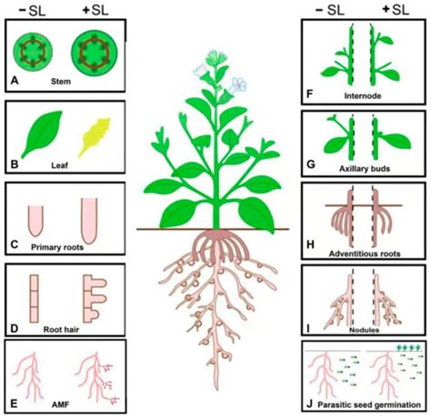 Biomolecules Free Full Text Harmony But Not Uniformity Role Of