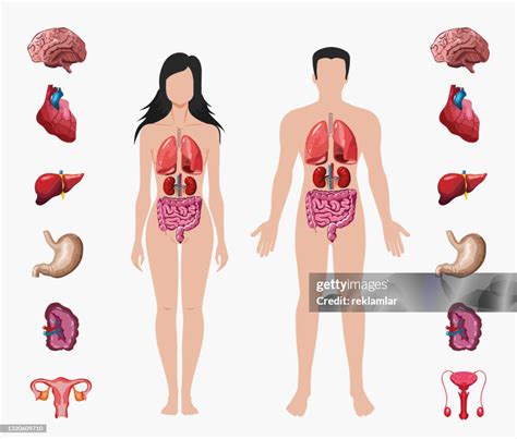 Human Body Systems Diagram