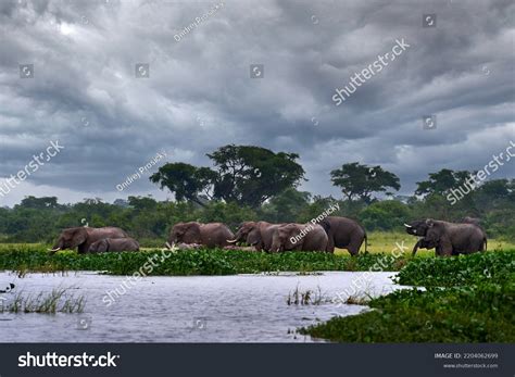 African Savanna Raining: Over 1,458 Royalty-Free Licensable Stock ...