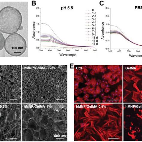 Osteogenesis Of Bmscs Cultured On Composite Hydrogels In Vitro A Alp