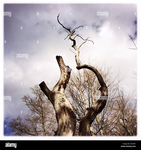 Arbre Remarquable Banque De Photographies Et Dimages à Haute