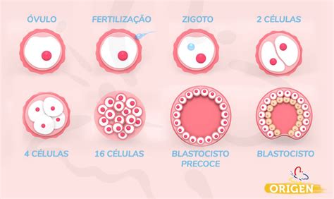 Embri O E Reprodu O Assistida Cl Nica Origen Fertiliza O In Vitro