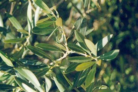 Zeytin Yaprağı Nasıl Toplanır Güncel Oku