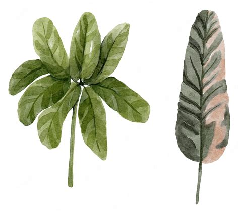 Premium Vector Watercolor Tropical Leaves Illustration