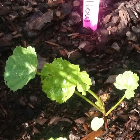 Malva Sylvestris Zebrina Syn Alcea Rosea Zebrina Zebra Mallow