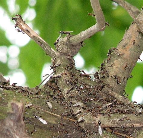 Liometopum microcephalum | Клуб Любителей Муравьев