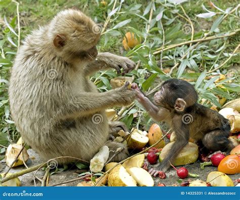 Monkey Giving Food To Baby Stock Image Image Of Mammal