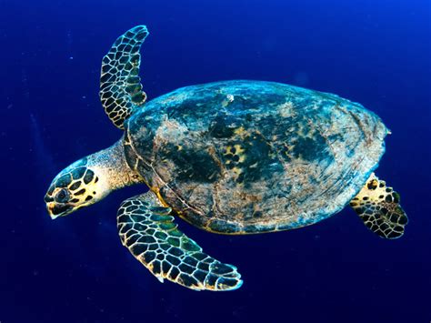 Hawksbill Sea Turtle