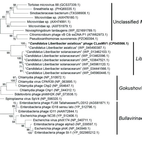 A Summary Of Candidatus Liberibacter Asiaticus CLas Sample