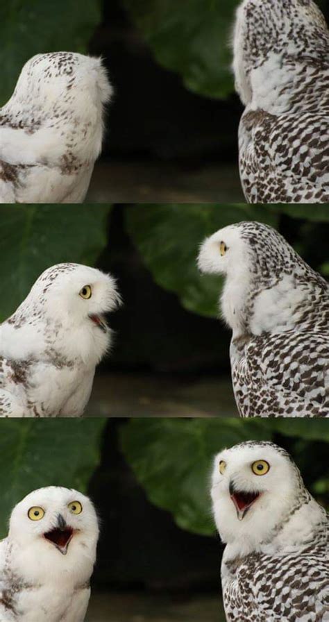 "owl" Meme Templates - Imgflip