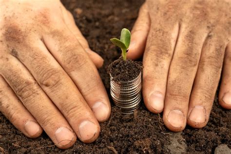 Plantas Por Dinheiro O Conceito De Crescimento De Dinheiro Um