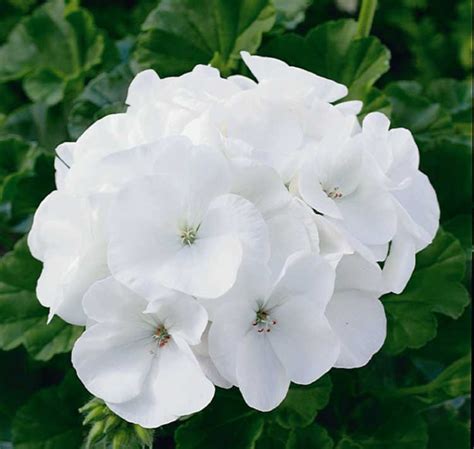 Купить Пеларгония Зональная Мультиблум Вайт опт, розница доставка по России