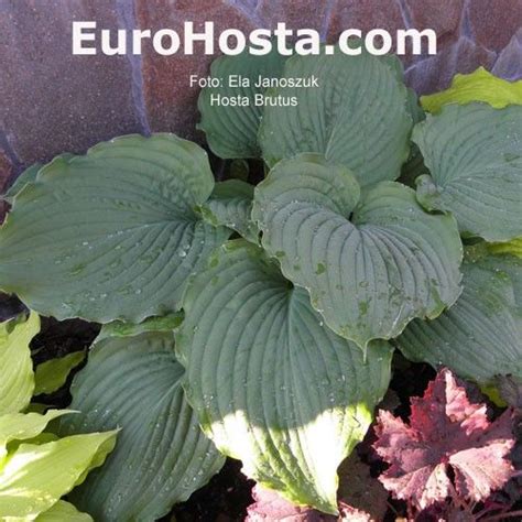 Hosta Brutus Eurohosta Hosta Plants Hostas Brutus Gardening Lawn