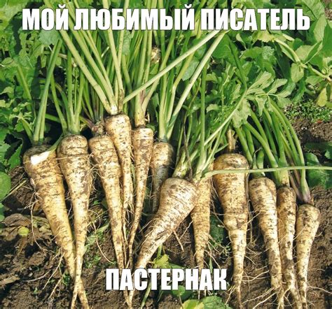 Создать мем "белый корень пастернак, петрушка корнеплод, пастернак овощ ...