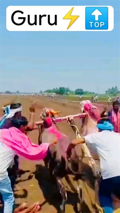 आपला किंग गुरू५४५४ ️bailgadasharyat बैलगाडा शर्यत नाद हिंदकेसरी