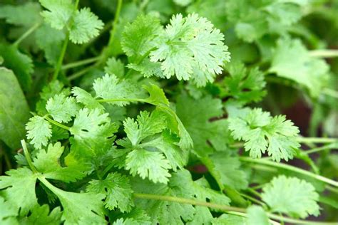 How To Grow Coriander Bbc Gardeners World Magazine