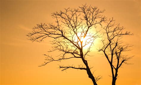 Silhouette of Tree at Sunset · Free Stock Photo