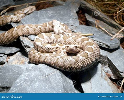 Cute adder babies stock photo. Image of animal, beige - 105253376