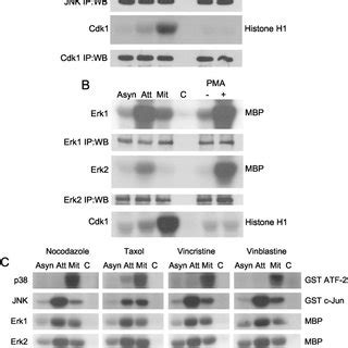 P38 MAPK Activation And Inactivation Correlates With Cdk1 Activation