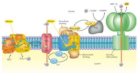 photosynthesis  atp production